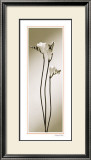 Buy Fressia at AllPosters.com