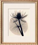 Buy Tropical Water Lily at AllPosters.com