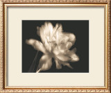 Buy Double Dappled II at AllPosters.com