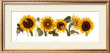 Buy Sunflowers at AllPosters.com