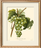 Buy Grapes I at AllPosters.com