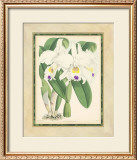 Buy Fitch Orchid III at AllPosters.com