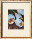 Buy Expressive Formation at AllPosters.com