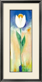 Buy Single White and Orange Tulip at AllPosters.com