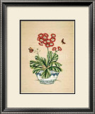 Auricula Whimsy