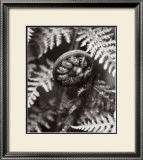Buy Kindness: Fiddlehead at AllPosters.com