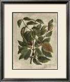 Buy Deshayes Tree II at AllPosters.com