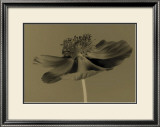 Buy Poppy at AllPosters.com