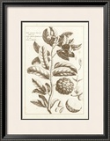 Buy Sepia Exotics I at AllPosters.com