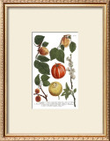 Buy Weinmann Fruits IV at AllPosters.com