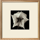 Buy Rose VIII at AllPosters.com