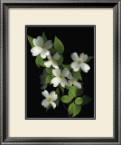 Buy Dogwood at AllPosters.com
