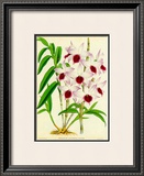 Buy Orquideas III at AllPosters.com