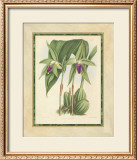 Buy Fitch Orchid VI at AllPosters.com