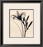 Buy Daylily at AllPosters.com