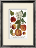 Weinmann Fruits I