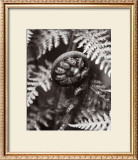 Buy Kindness: Fiddlehead at AllPosters.com