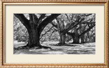 Buy Majestic Oaks I at AllPosters.com