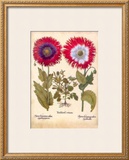 L'Herbier VIII