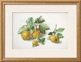 Buy Quinces at AllPosters.com