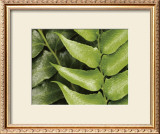 Buy Springtime III at AllPosters.com