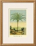 Buy Maximiliana Palm at AllPosters.com