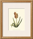 Buy Antique Hyacinth XV at AllPosters.com