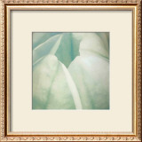 Buy Tulip Trio II at AllPosters.com