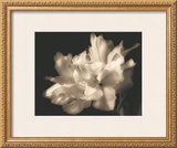 Buy Double Dappled I at AllPosters.com