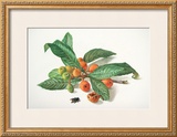 Buy Medlar and Fruit at AllPosters.com