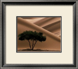 Buy Acacia at AllPosters.com