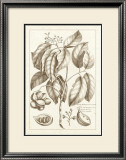 Buy Sepia Exotics II at AllPosters.com