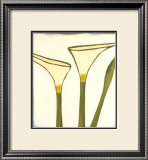 Buy Arum, c.2003 at AllPosters.com