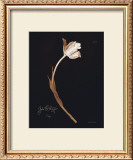 Buy Tulip at AllPosters.com