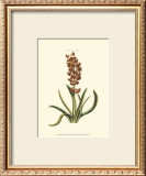 Buy Antique Hyacinth VII at AllPosters.com