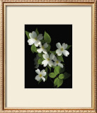 Buy Dogwood at AllPosters.com