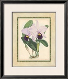 Buy Fitch Orchid IV at AllPosters.com