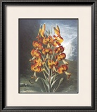 Buy The Superb Lily at AllPosters.com