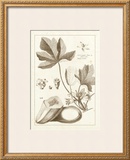 Buy Sepia Exotics III at AllPosters.com