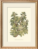 Buy Fig Tree Branch at AllPosters.com