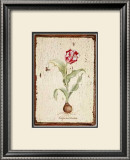 Buy Tulipa Aureicoloris at AllPosters.com