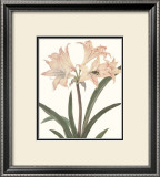 Buy Amaryllis at AllPosters.com