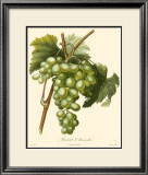 Buy Grapes I at AllPosters.com