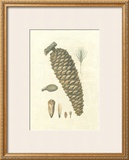 Crackled Woodland Pinecones IV