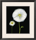 Buy Two Friends II at AllPosters.com