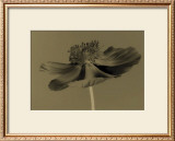 Buy Poppy at AllPosters.com