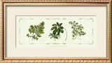 Buy Assorted Ferns at AllPosters.com
