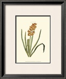 Buy Antique Hyacinth VIII at AllPosters.com