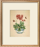 Auricula Whimsy