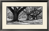 Buy Majestic Oaks I at AllPosters.com